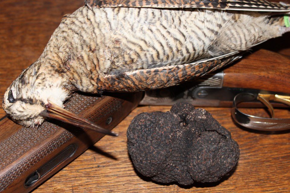 bécasse et truffe